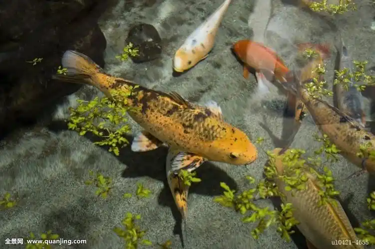 鲤鱼乡顶弄师傅