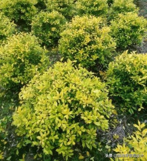 常见灌木35种常见的球类灌木植物