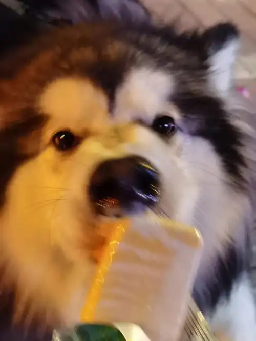 吃冰棍的小狗最可爱了