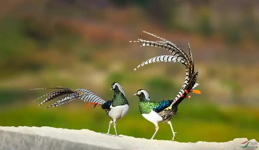 白腹锦鸡哥俩好