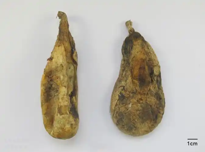 熊胆粉_拼音:xiongdanfen_英文名:_拉丁名:ursi fellis pulvis_科名