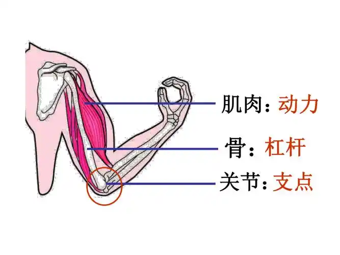 人教版八年级上册生物 5.2.1 动物的运动 课件(18张ppt)