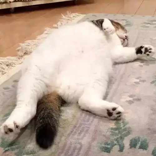 瘫软无力 没精神没有什么威武帅气是一个大夜班摧毁不了的,如果有,那