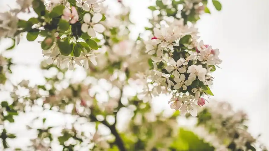 繁花似锦的唯美植物花卉风景图片桌面壁纸