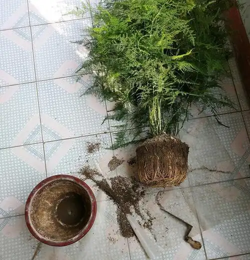 养文竹秋天加1料长得太疯狂来个2刀秒变妙君子