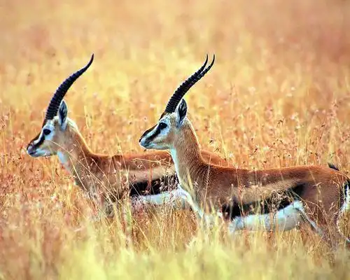 藏羚图片百科大全_藏羚羊,长角羊 - 神奇宝贝