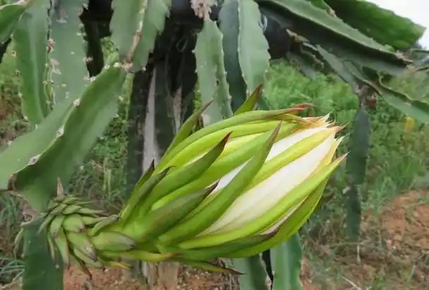 霸王花怎么做好吃?(霸王花怎么做好吃家常做法)图1