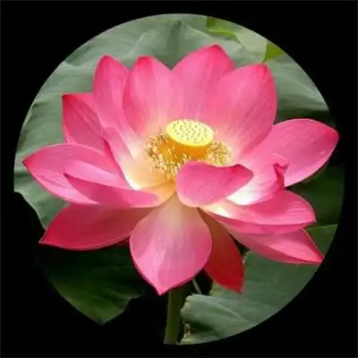 真实自然风景头像花草高清优美花草图片大全