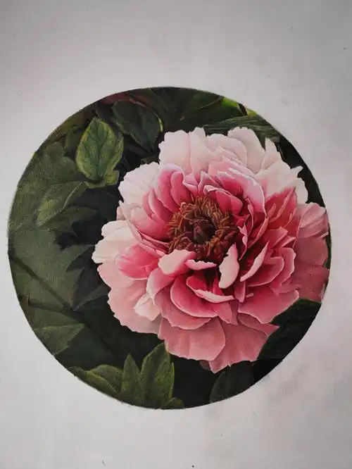 纯彩铅牡丹花手绘.霹雳马和获多福细纹水彩纸#彩铅手绘