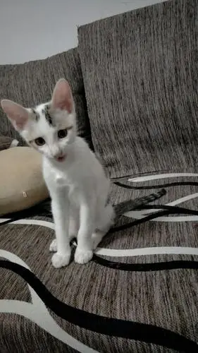 免费领养#奶牛小花喵求领养.(坐标:泉州石狮) 一.