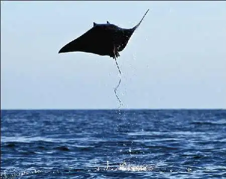 奇特海洋生物会飞行