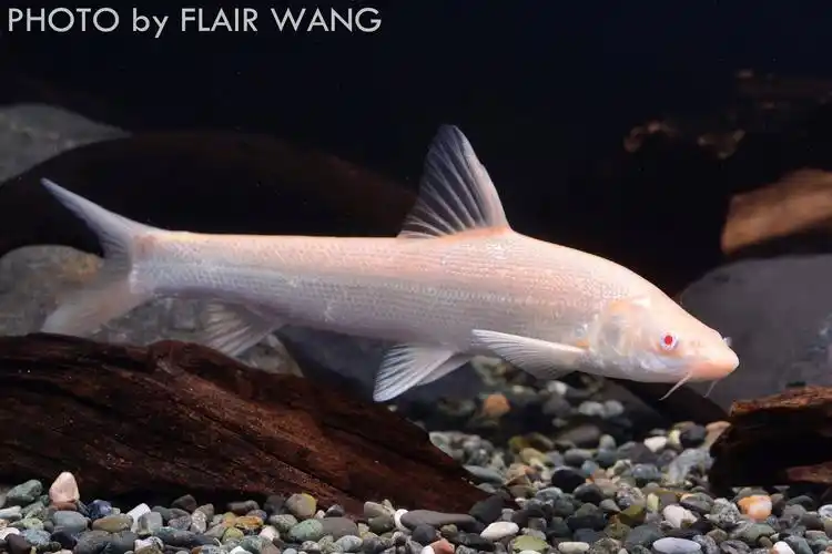 淡水银鳕鱼短头亮鲃