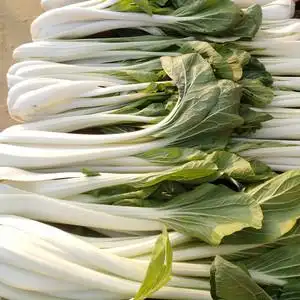 农家自种大棵长杆白菜高杆新鲜蔬菜