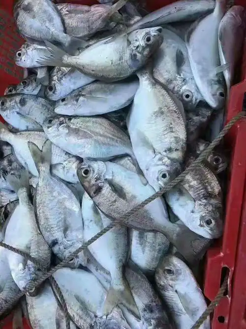 东山岛海鲜野生肉鲳鱼的营养价值及食用功效