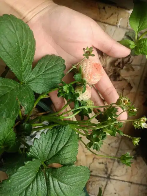 草莓仔生长记