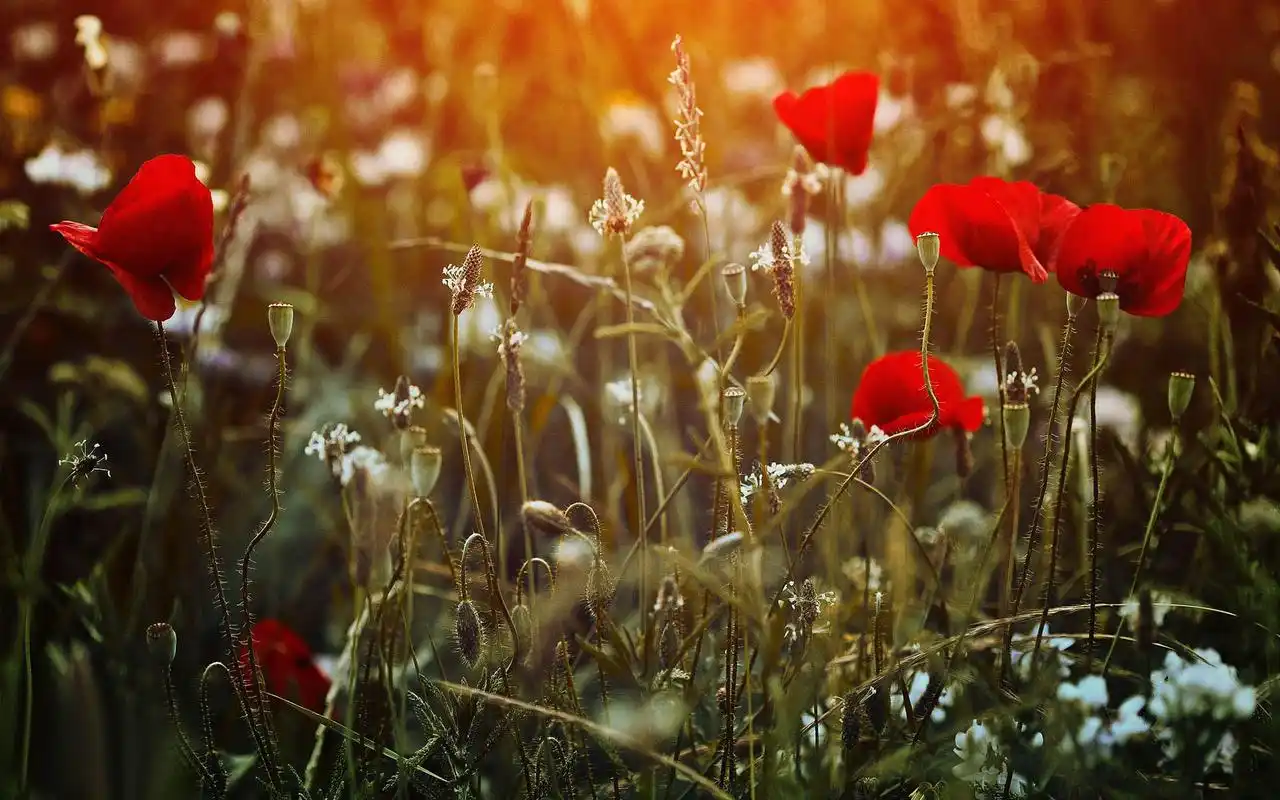 温暖阳光唯美意境壁纸