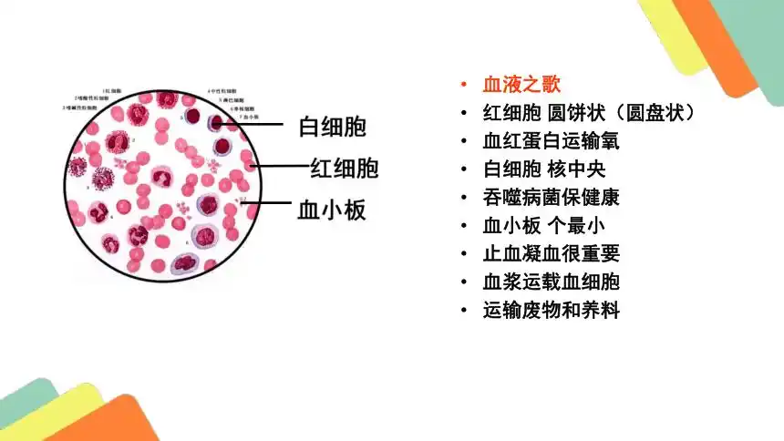 20202021学年人教版七年级生物下册442血流的管道血管课件30张ppt