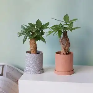 风水树盆栽植物室内