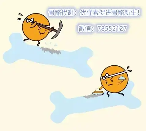 胶原蛋白肽使这两种细胞活性化,促进骨骼新生!