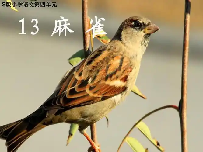 s版小学语文四年级上册麻雀课件ppt