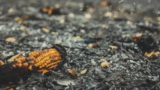 收获后烧焦的玉米田照片