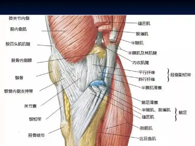 膝关节寿命只有60岁?最全的膝盖保养攻略,你应该看看