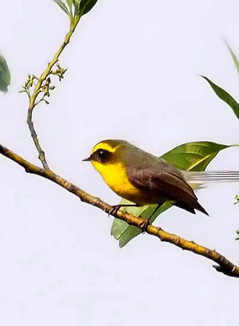 上热门话题979797 黄腹扇尾鹟#野生鸟类摄影 #实景拍 - 抖音