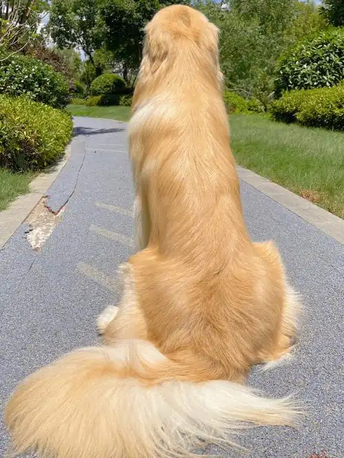 我家大金毛的背影把我惊呆了