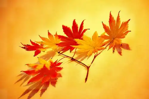 枫叶美景惹人醉