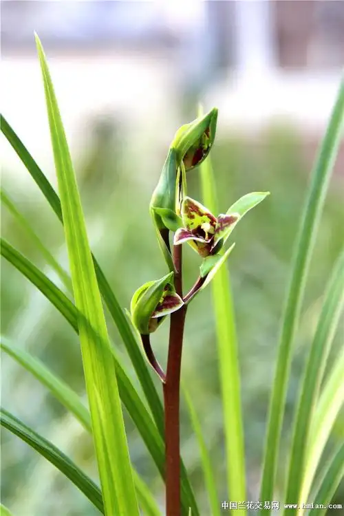 包邮一代天骄217小仔苗,13年诚信老店让您买的放心