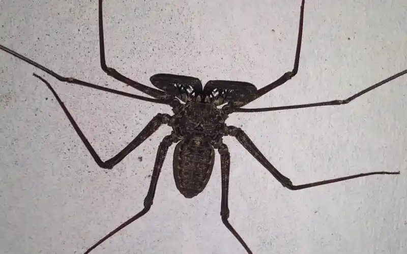 【精品】纯黑色系的墨西哥大型鞭蛛,貌似是冠棘鞭蛛同属的不同种,奇趣