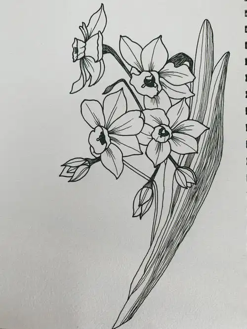 一起学画画day29水仙花