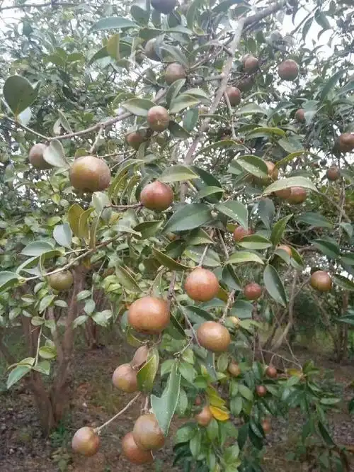 小时候去山上摘茶子,这个现在榨油可以卖到100元1斤!