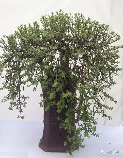 养玉树老桩,遵循这两点,不烂根不黄叶,充满生机