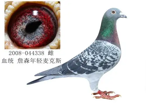 信鸽在线拍卖平台 - 中国信鸽信息网