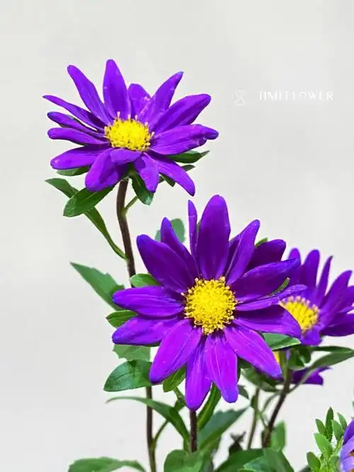 紫色迷你菊每日一花