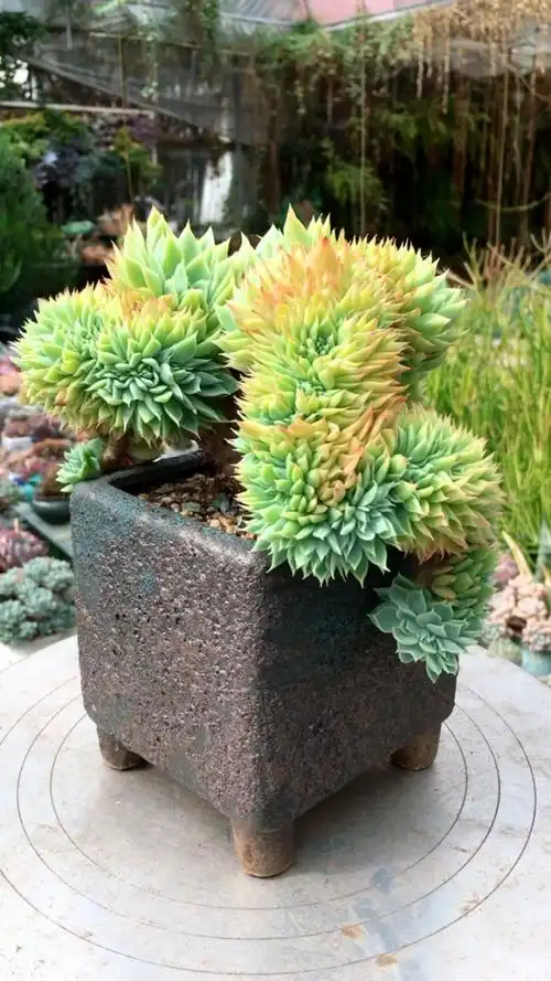 三色堇缀化老桩 25890