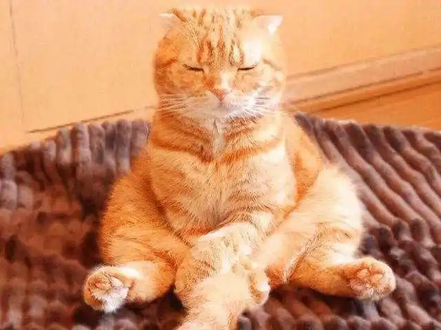 搞笑图片这些猫咪是怎么做到又傻又萌的