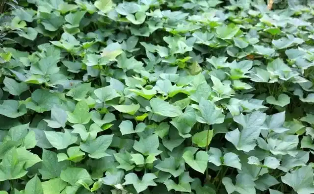 这个是菱角藤,放点大蒜炒就行.味道很不错的.