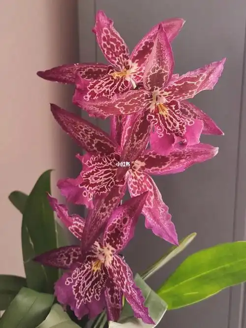 大花文心兰红狐狸020202