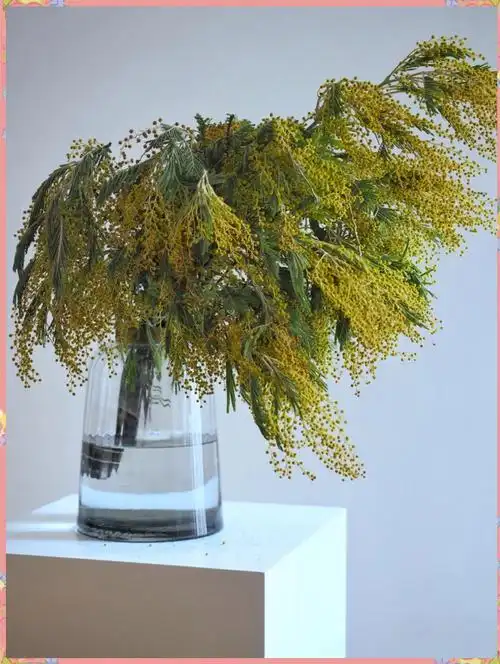 澳大利亚国花金合欢的美丽与养护指南 🌼