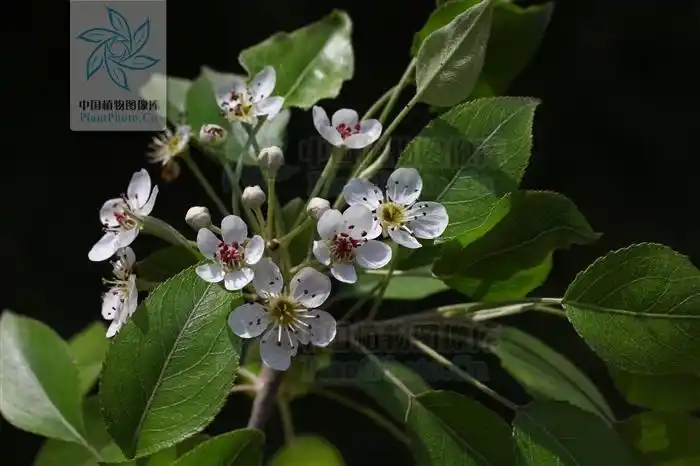 这是黄花梨树开的花么