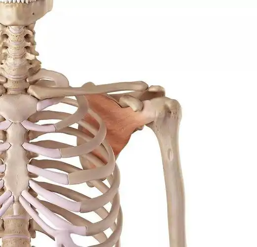 拥有多个窝角和嵴是16块肌肉的附着点一文掌握肩胛骨临床触诊