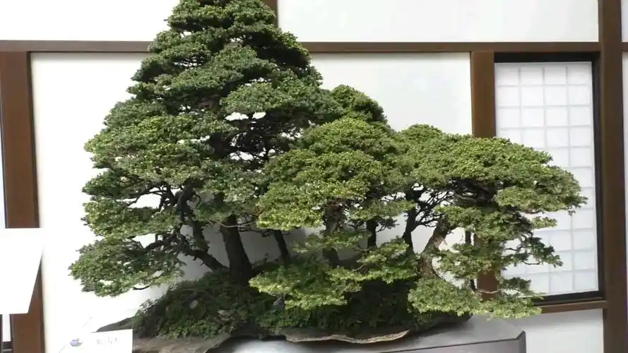 虾夷松丛林式盆景toprating2