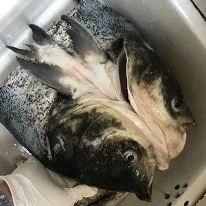 3斤起拍千岛湖大鱼头 水库胖头鱼头鳙鱼花鲢鱼头鲜活鱼头