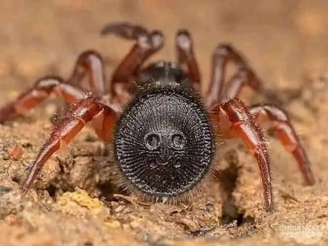 南京自然教育神奇生物图鉴奇葩的怪蜘蛛