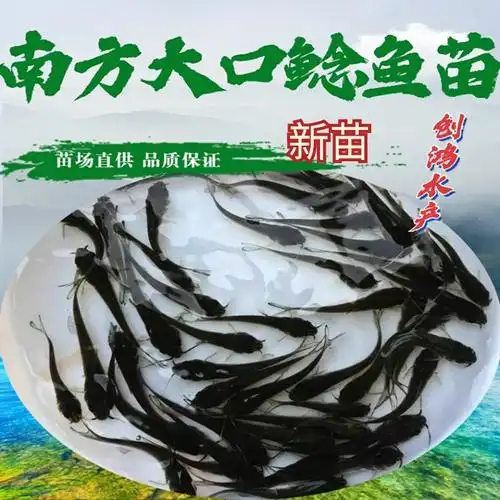 【新苗】优质鲶鱼苗 杂交大口鲶苗 南方大口鲶鱼苗 全国发货-阿里巴巴