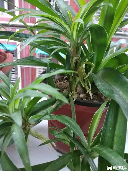 八年的袖珍老桩吊兰