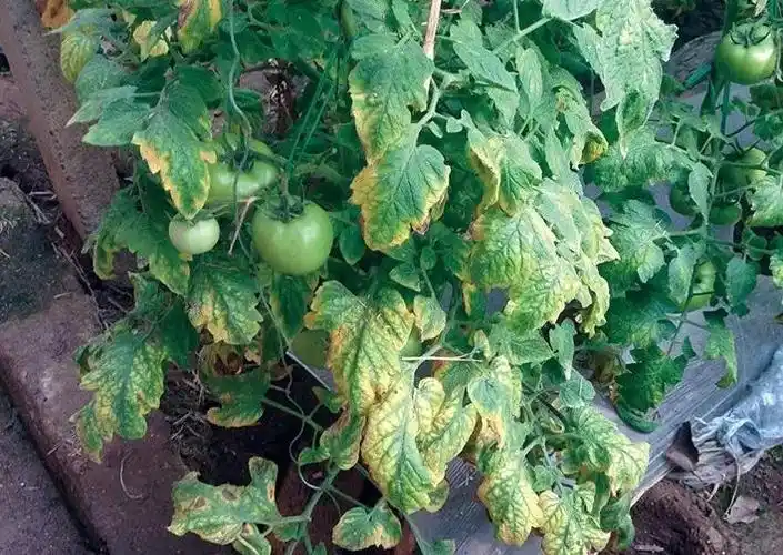 什么是番茄枯萎病