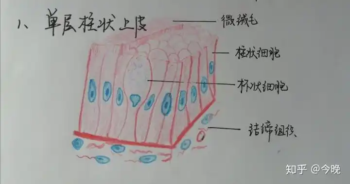 组胚红蓝铅笔图小小学渣记录一下学到哪里就更到哪里